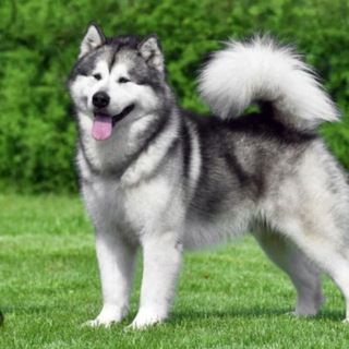 icon of Alaskan Malamute
