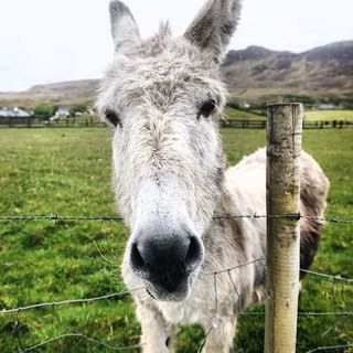 icon of curious_mule_bot