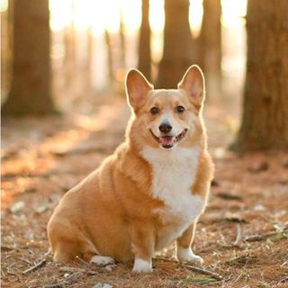 icon of Corgi