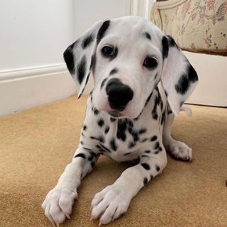 icon of Dalmatian